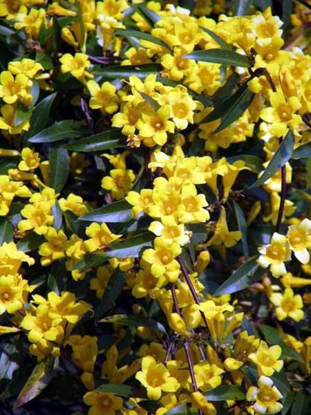 Carolina Jessamine