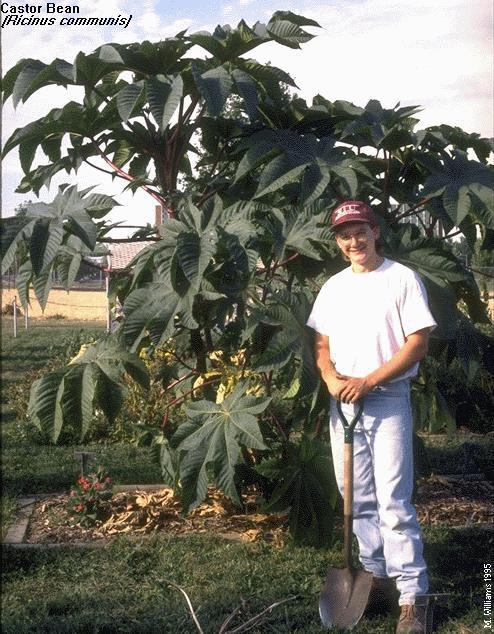 Castor Bean Bush